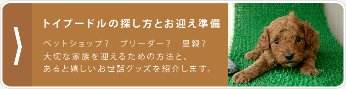 トイプードルの探し方とお迎え準備