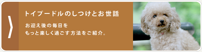 トイプードルのしつけとお世話