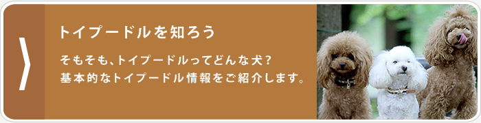 トイプードルを知ろう