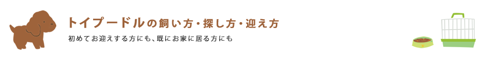 トイプードル（トイプー）の飼い方・探し方・迎え方