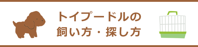 トイプードルの飼い方・探し方・お世話・しつけ